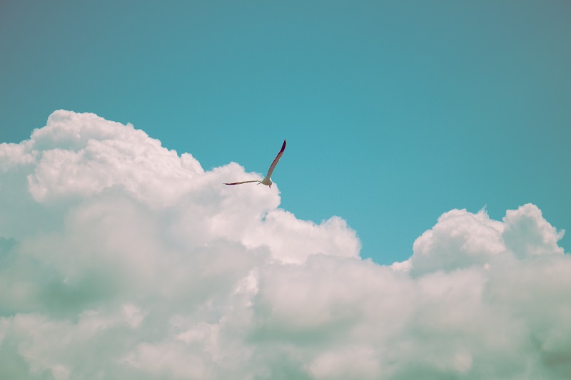 自由に大空を飛ぶ鳥